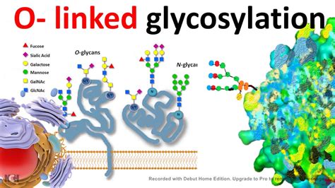 glycosylation 中文|why is glycosylation important.